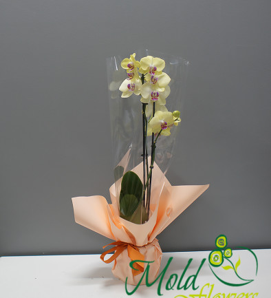 Лимонная орхидея из 2 веток Фото 394x433